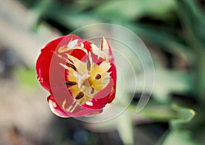 Red tulip, stamen, pistil close-up top view