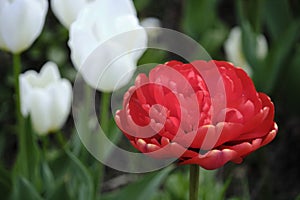 Red tulip terry miranda green background.