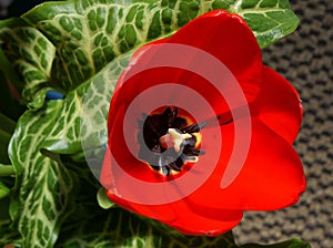 Red tulip Tulipa flower from above