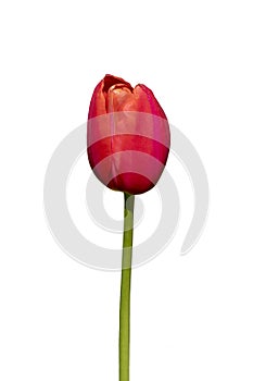 Red tulip Tulipa gesneriana.