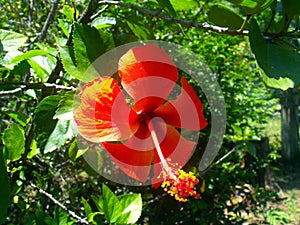 Red tulip photo