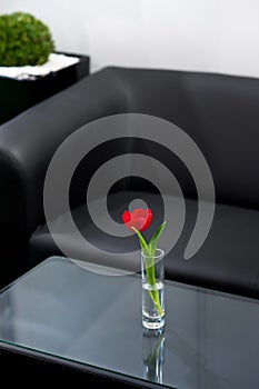 Red tulip in the vase in room with black sofa