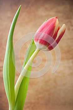 Red tulip on vintage walpaper background