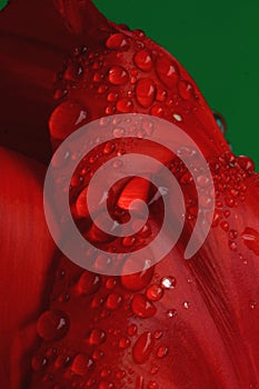 Red Tulip with water drops