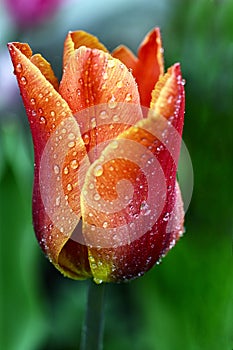 Red Tulip with water drops closeup on blurred background