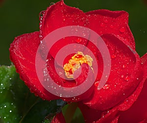 Red tulip with water drops