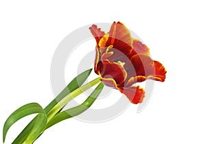 Red tulip on a white background