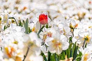 Red tulip between white daffodils