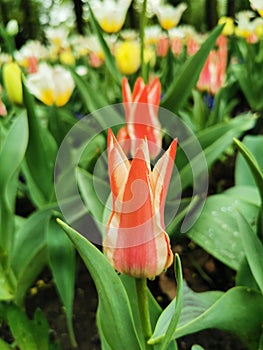 A red tulip with white edges on a flower bed. The festival of tulips on Elagin Island in St. Petersburg