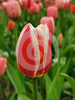 A red tulip with white edges on a flower bed. The festival of tulips on Elagin Island in St. Petersburg
