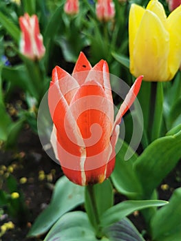 A red tulip with white edges on a flower bed. The festival of tulips on Elagin Island in St. Petersburg