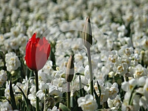 Red tulip between white narcissus