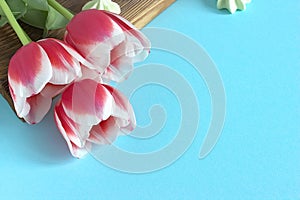 Red tulip white white border on blue background cacao cup marshmallow.