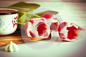 Red tulip white white border on blue background cacao cup marshmallow.