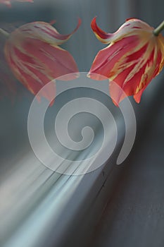 Red tulip on the window