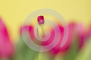 Red tulip on yellow background. Border of red tulips on a yellow background. Beautiful greeting card. Holidays concept