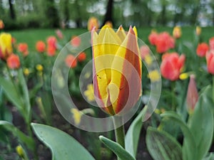 A red tulip with yellow edges on a flower bed.The festival of tulips on Elagin Island in St. Petersburg