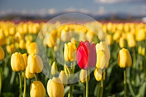 Red tulip in a yellow field