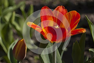 Red tulip with yellow veins. Opened bud.