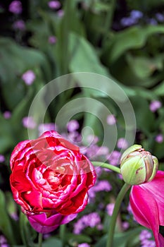 Red Tulipa Renown Unique in spring, closeup