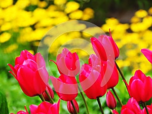 Red tulipan flowers in garden photo