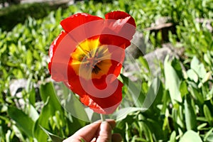 Red tulipan in my hand photo