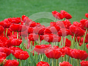 Red tulips