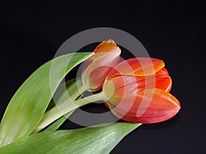 Red tulips