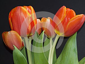 Red tulips