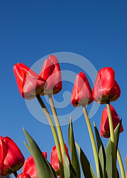 Red Tulips