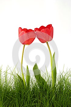 Red tulips