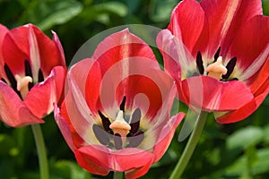 Red tulips