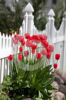 Red Tulips