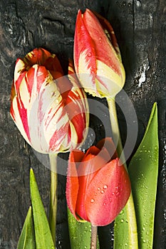 Red tulips