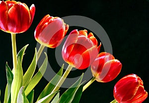 Red Tulips