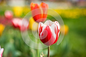 red tulips