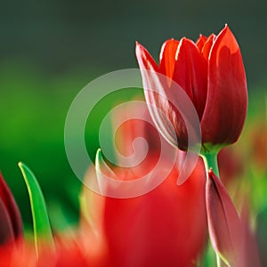 Red tulips