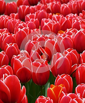 Red tulips