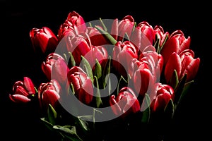 Red tulips