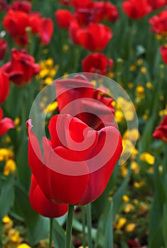 Red tulips-4