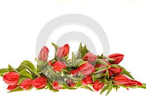 Red tulips