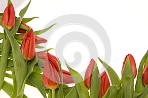 Red tulips