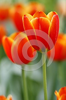 Red tulips