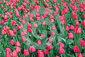 Red tulips