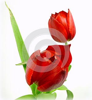 Red tulips