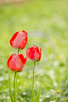 Red Tulips