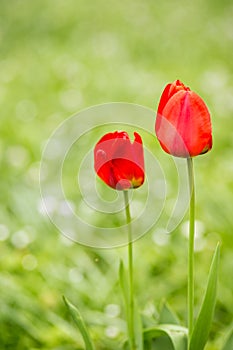 Red Tulips