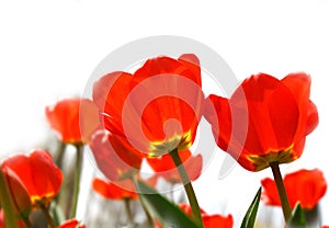 Red tulips