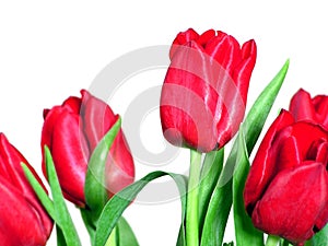 Red tulips