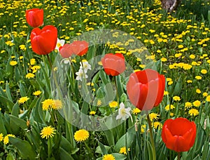 Red tulips